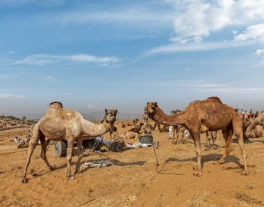 pushkar mela, Hindistan, Develer
