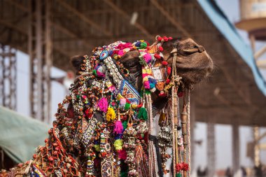 pushkar mela, Hindistan, deve