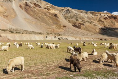 koyun ve keçi Himalayalar