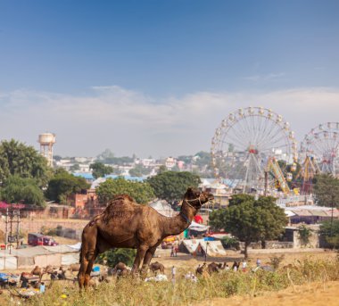 Camels at Pushkar Mela, India clipart