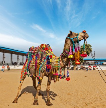 pushkar mela adlı deve