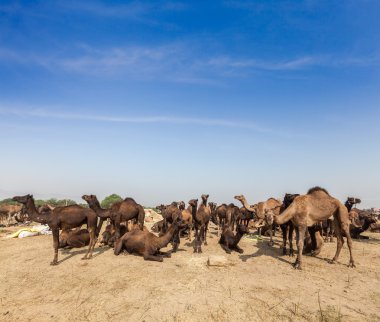pushkar mela, Hindistan, Develer