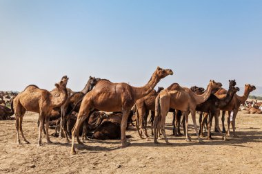 pushkar mela, Hindistan, Develer