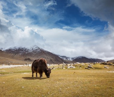 Himalayalar'da otlatma yak