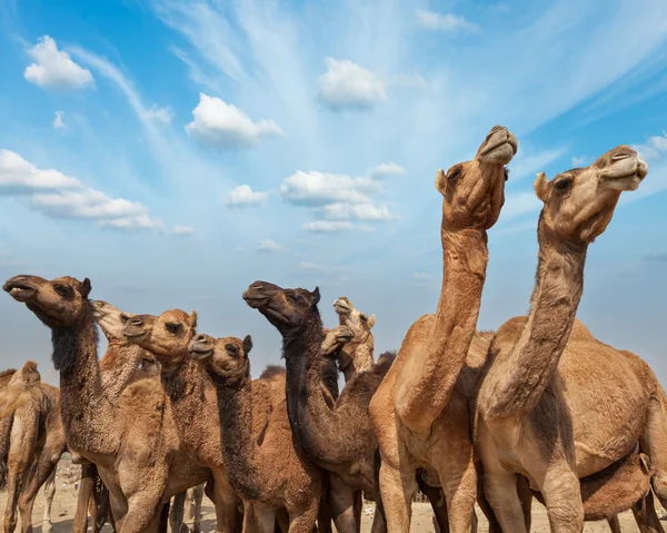 Καμήλες στο pushkar Μελά, Ινδία — Φωτογραφία Αρχείου