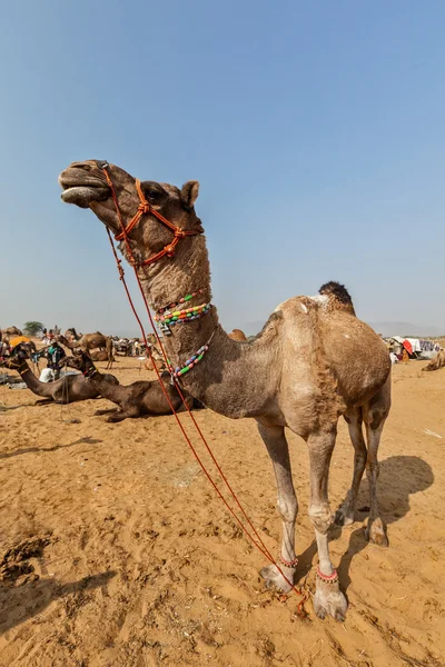 Camels at Pushkar Mela — Stock Photo, Image