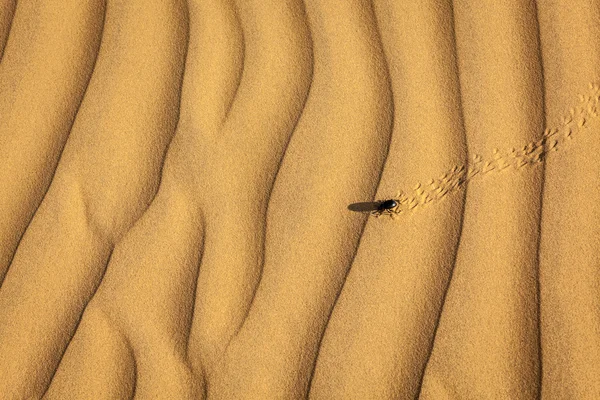 Scarab beetle on sand — Stock Photo, Image