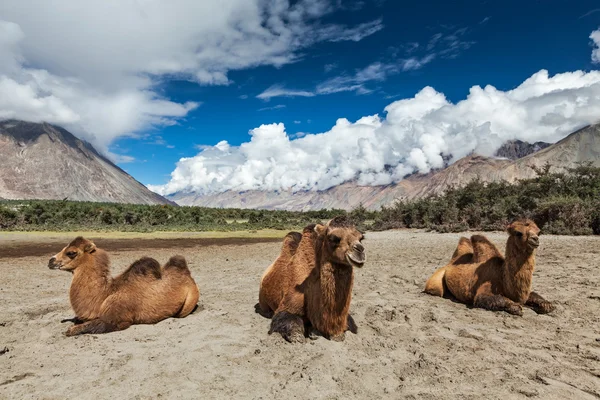 Kamel i nubra vally, ladakh — Stockfoto