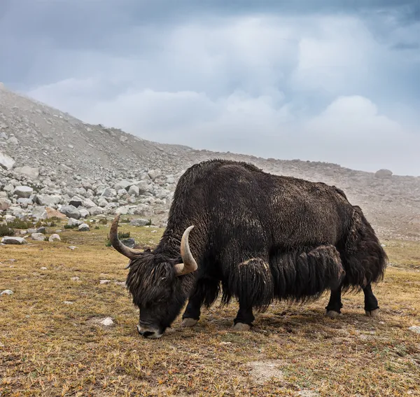 Yak beiting i Himalaya – stockfoto