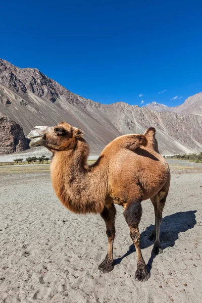 Velbloud v nubra vally, ladakh — Stock fotografie
