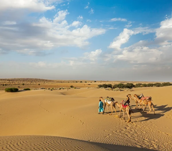 Camaleer com camelos — Fotografia de Stock