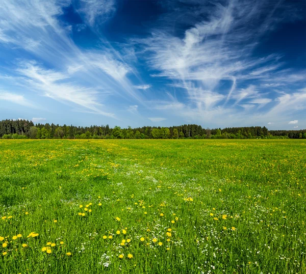 Zomer weide — Stockfoto