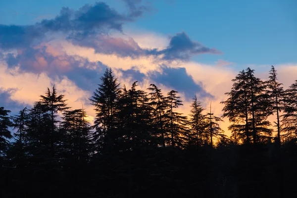 Trees on sunset — Stock Photo, Image