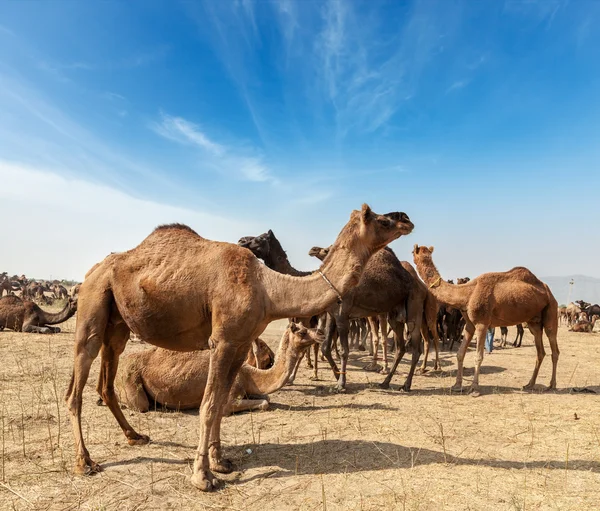 Верблюд в Пушкар-Мела — стоковое фото