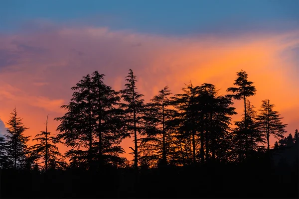 Stromy na západ slunce — Stock fotografie