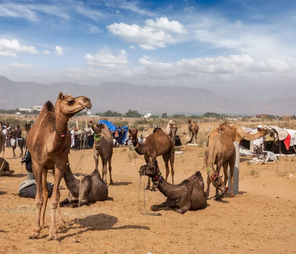 Kameler på pushkar mela, Indien — Stockfoto