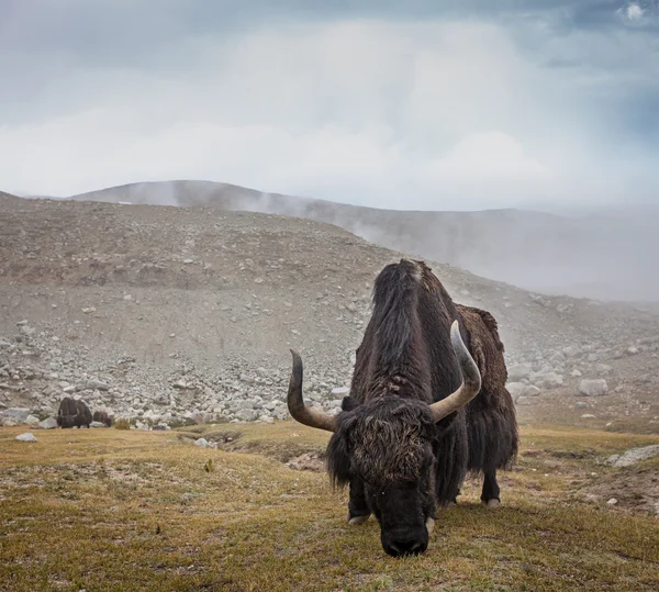 Himalayalar'da otlatma yak — Stok fotoğraf