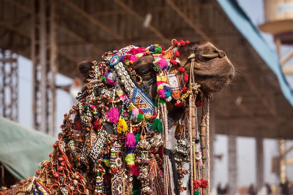 Wielbłąd w pushkar mela, Indie — Zdjęcie stockowe