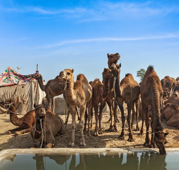 Velbloudi v pushkar mela, Indie — Stock fotografie