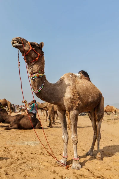 在普什卡梅拉，印度骆驼 — 图库照片