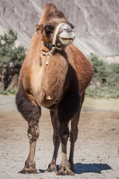 У nubra vally, Ладакх верблюд — стокове фото