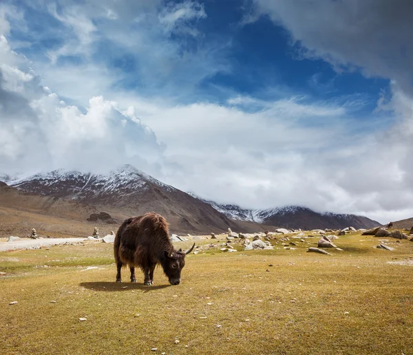 在喜马拉雅山中放牧牦牛 — 图库照片