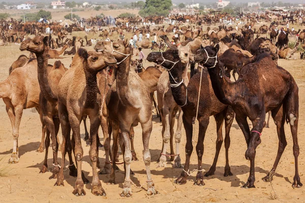 Верблюды в Пушкар-Мела, Индия — стоковое фото