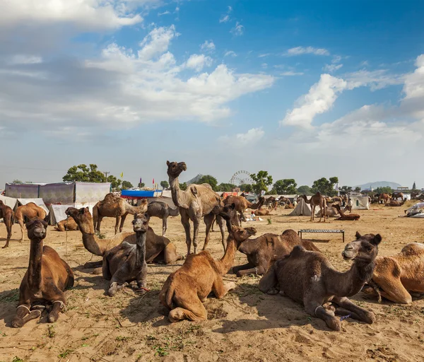 Kameler på pushkar mela — Stockfoto