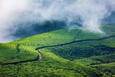 Munnar, Kerala, Hindistan 'daki yeşil çay tarlaları.