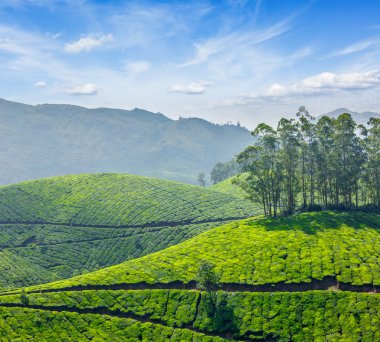 çay tarlaları