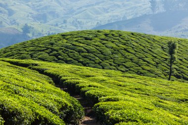 Munnar, Kerala, Hindistan 'daki yeşil çay tarlaları.