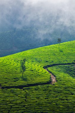 Munnar, Kerala, Hindistan 'daki yeşil çay tarlaları.
