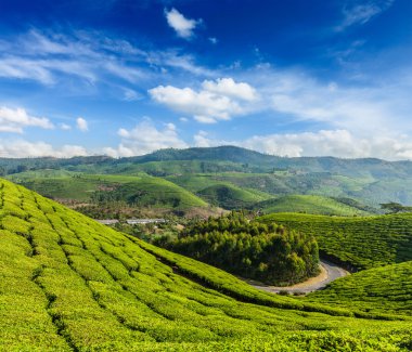 Munnar, Kerala, Hindistan 'daki yeşil çay tarlaları.