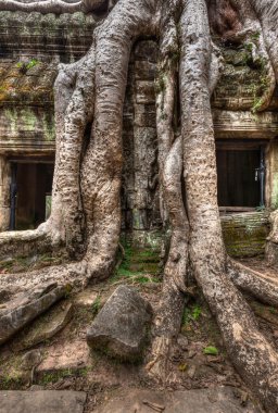 Antik kalıntılar ve ağaç kökleri, Ta Prohm tapınağı, Angkor, Kamboçya 