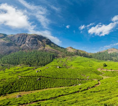Munnar, Kerala, Hindistan 'daki yeşil çay tarlaları.