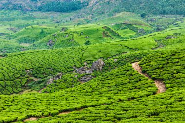 Munnar, Kerala, Hindistan 'daki yeşil çay tarlaları.