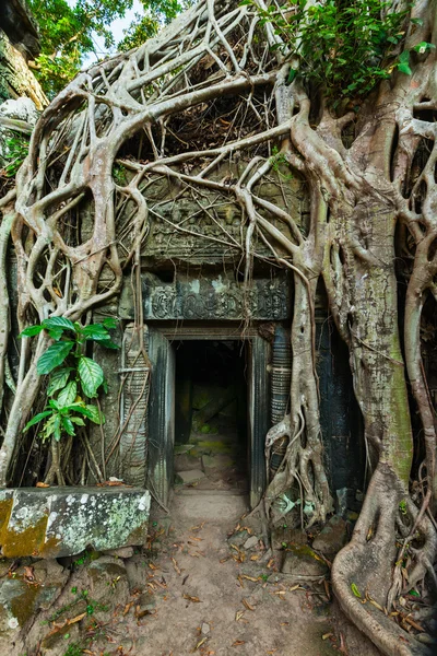 Antik taş kapı ve Ağaç kökleri, ta prohm Tapınağı, angkor — Stok fotoğraf