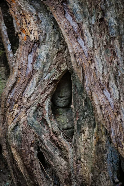 Antica statua coperta da radici d'albero, tempio di Ta Prohm, Angkor — Foto Stock