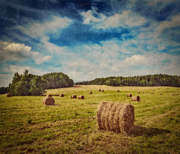 Fardos de feno no campo — Fotografia de Stock