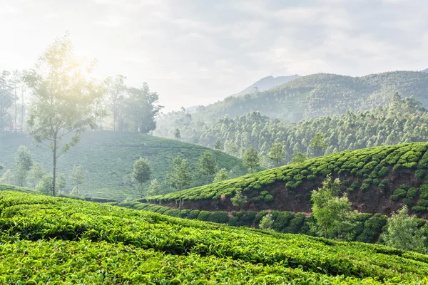 Plantații de ceai verde în Munnar, Kerala, India — Fotografie, imagine de stoc