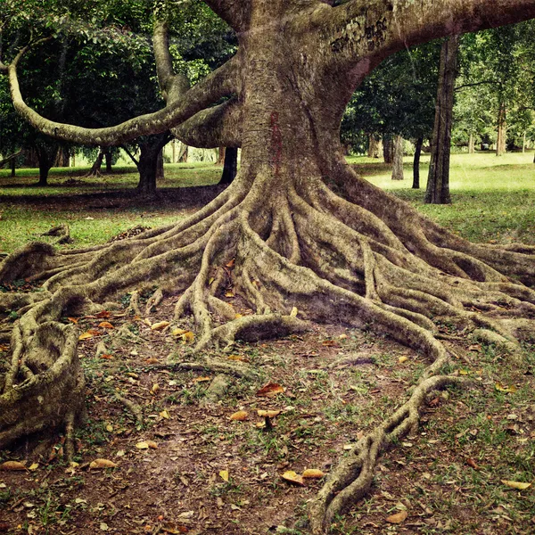 Raíces de árboles — Foto de Stock