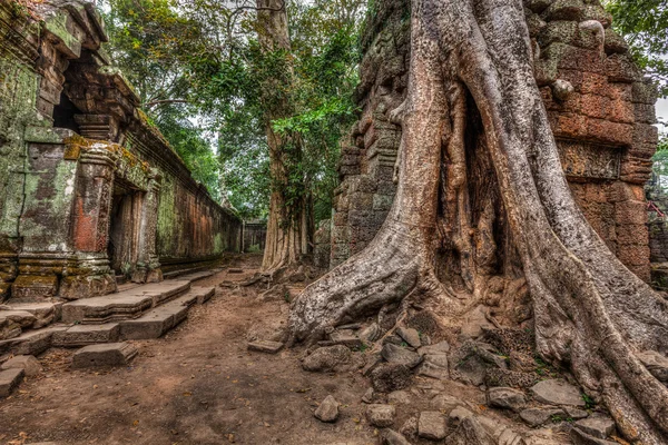 Antiguas ruinas y raíces de árboles, templo Ta Prohm, Angkor, Camboya —  Fotos de Stock