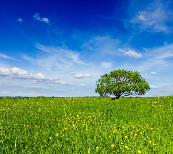 Lente zomer groene veld landschap lanscape met één boom — Stockfoto