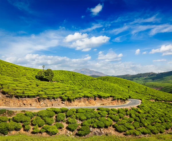Green tea plantations in Munnar, Kerala, India — Stock Photo, Image
