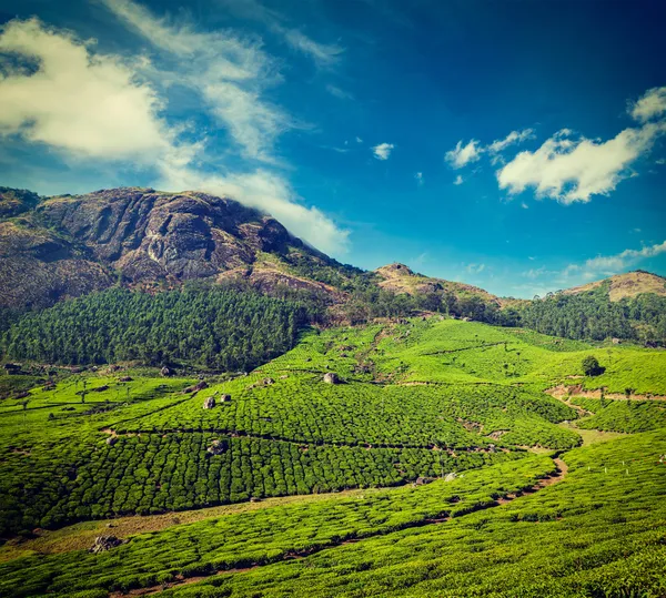 Munnar, Kerala, Hindistan 'daki yeşil çay tarlaları. — Stok fotoğraf