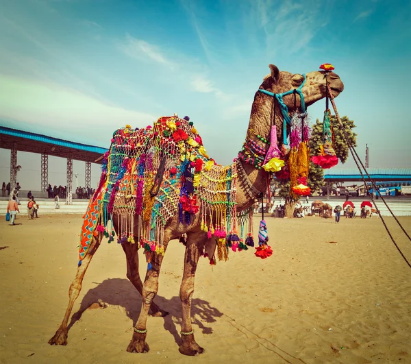 Верблюд в Пушкар Мела, Раджастан, Индия — стоковое фото
