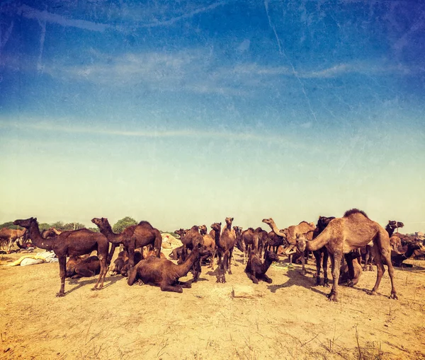 Camellos en Pushkar Mela (Feria de Camellos de Pushkar), India — Foto de Stock