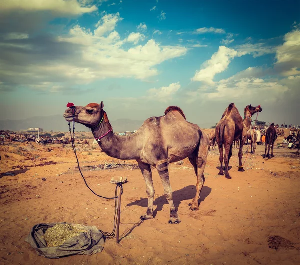 Pushkar Mela 'daki develer (Pushkar Deve Fuarı), Hindistan — Stok fotoğraf