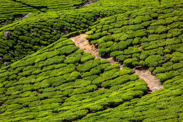 Green tea plantations in Munnar, Kerala, India — Stock Photo, Image