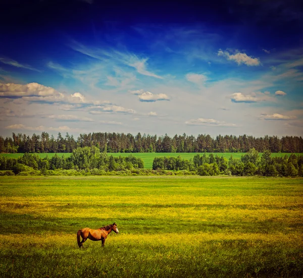 Primavera verano campo verde paisaje paisaje paisaje con caballo —  Fotos de Stock